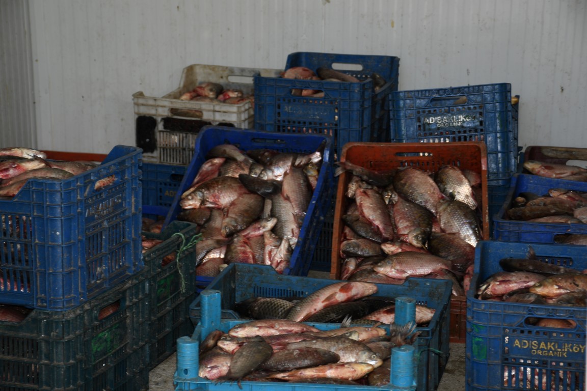 buyuksehirden balikcilara soguk hava deposu destegi 6 medium