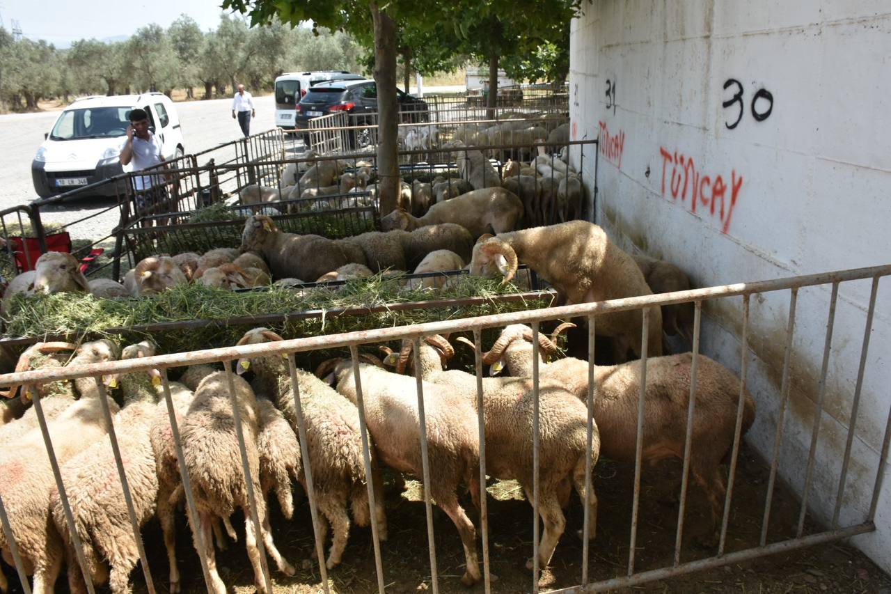 Edremit Kurban Bayramina hazir HABER 1