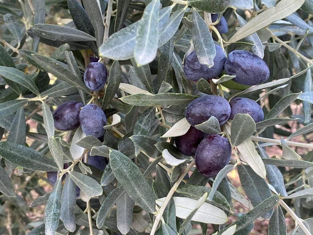 1723207474 1708608296 1664690684 ZEYTIN 3