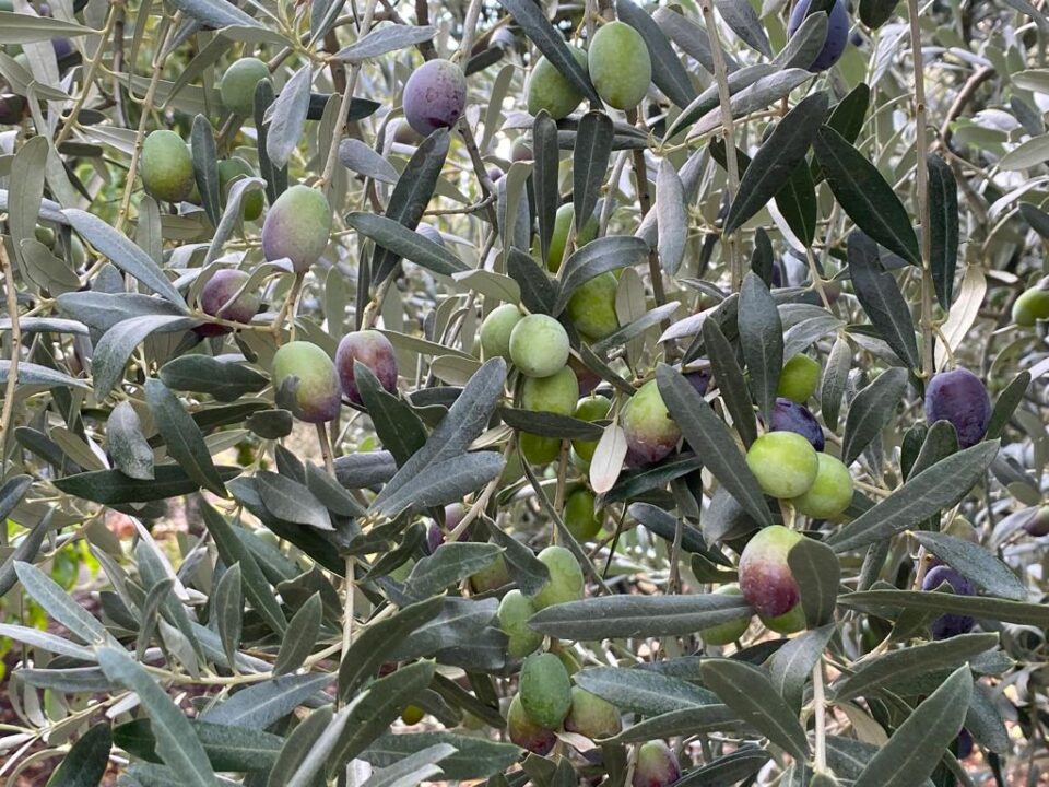 1723207475 1708608297 1664690686 ZEYTIN 4