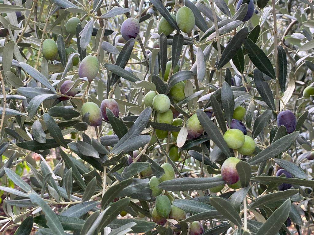 1723207475 1708608297 1664690686 ZEYTIN 4