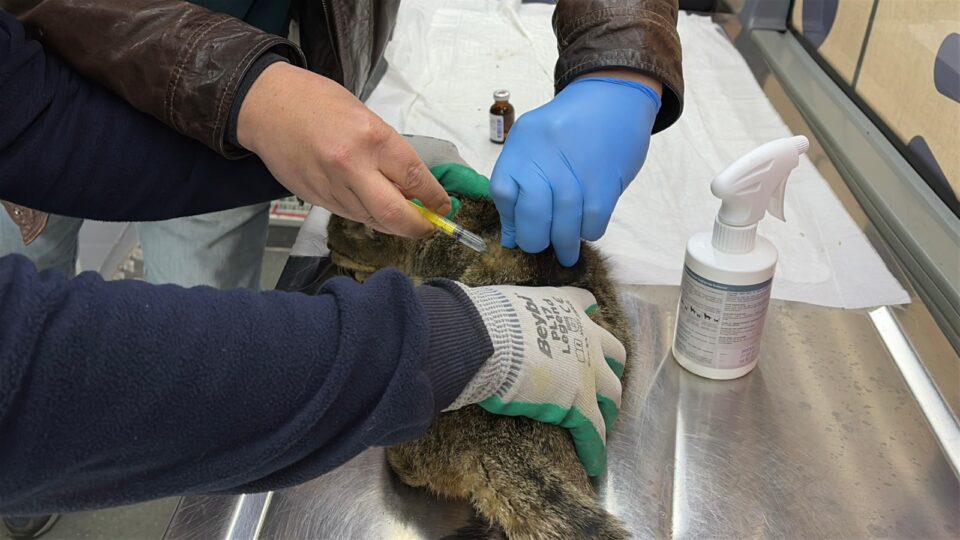 can dost sifa dagitmaya devam ediyor 1