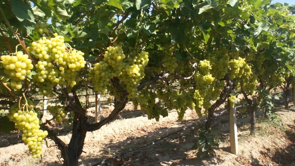 1752672602 1720678433 1563133281 1531202966 SUPERIOR 8