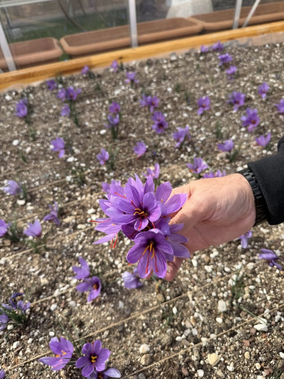 Ulku Ocaklari Genel Merkezinin Terasinda Safran Hasadi 1