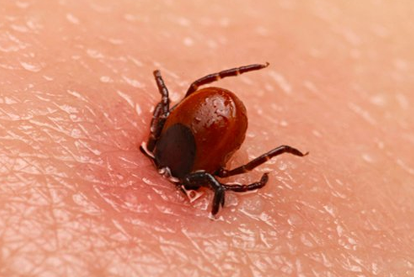 kene rehberi kene isirigi korunma ve tedavi yontemleri 685ffedb3344e