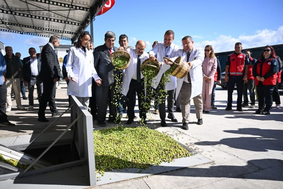 akin altinova mahallesinde gerceklestirilen zeytin hasadina katildi 6